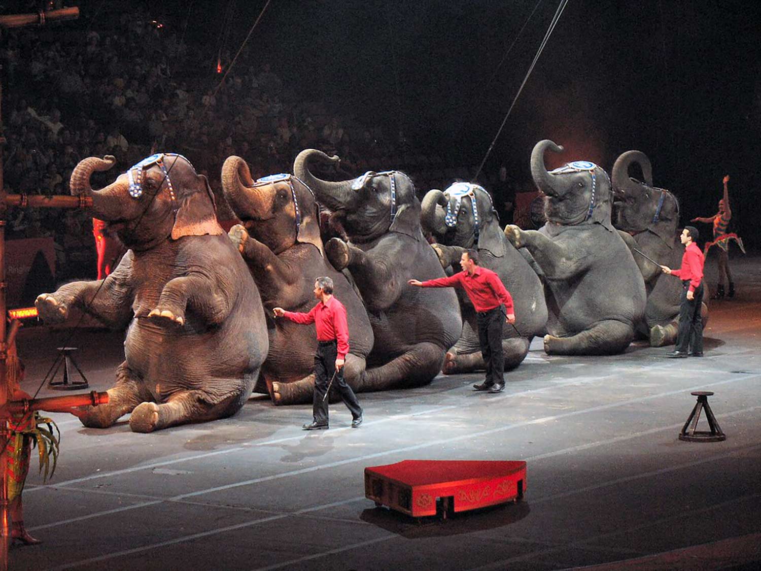 Les cirques itinérants ne respectent pas la loi concernant les animaux