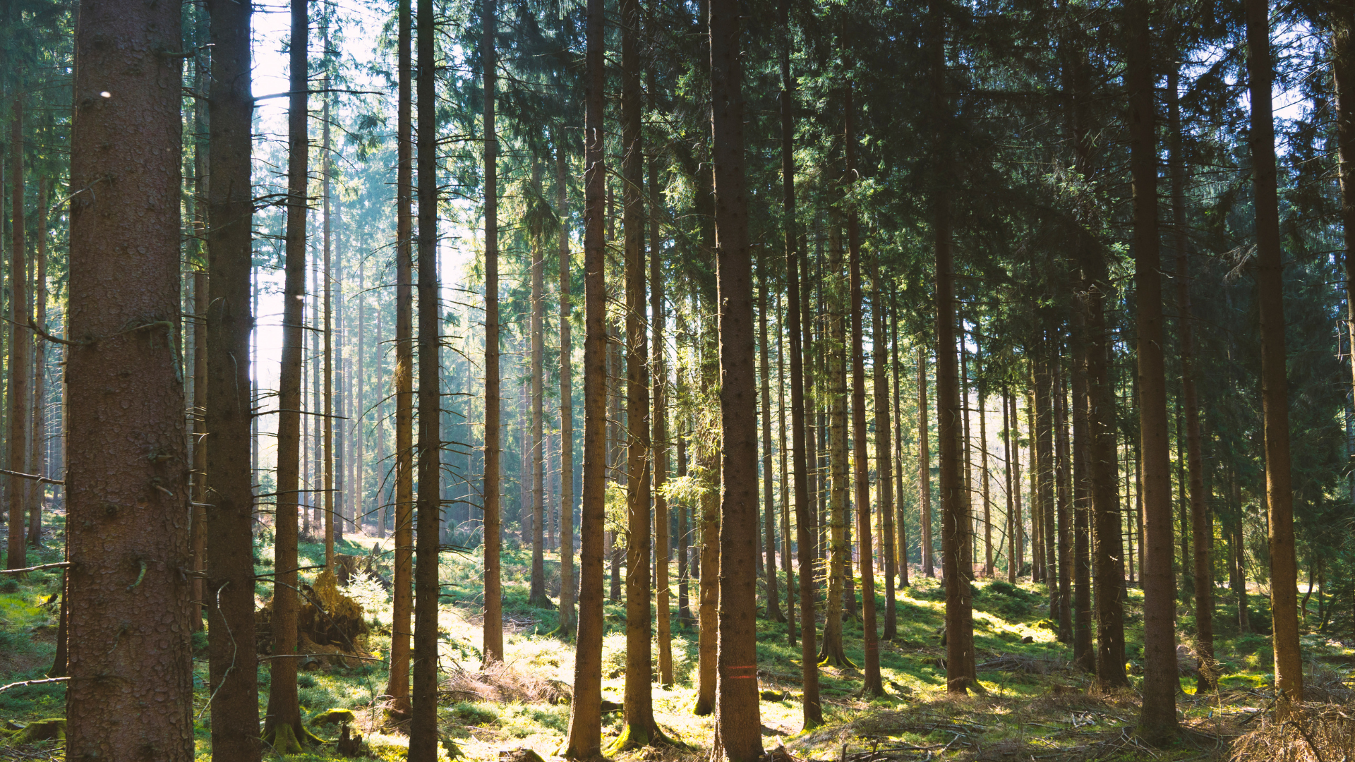 Les forêts se détériorent. Interview avec Coeur de Forêt